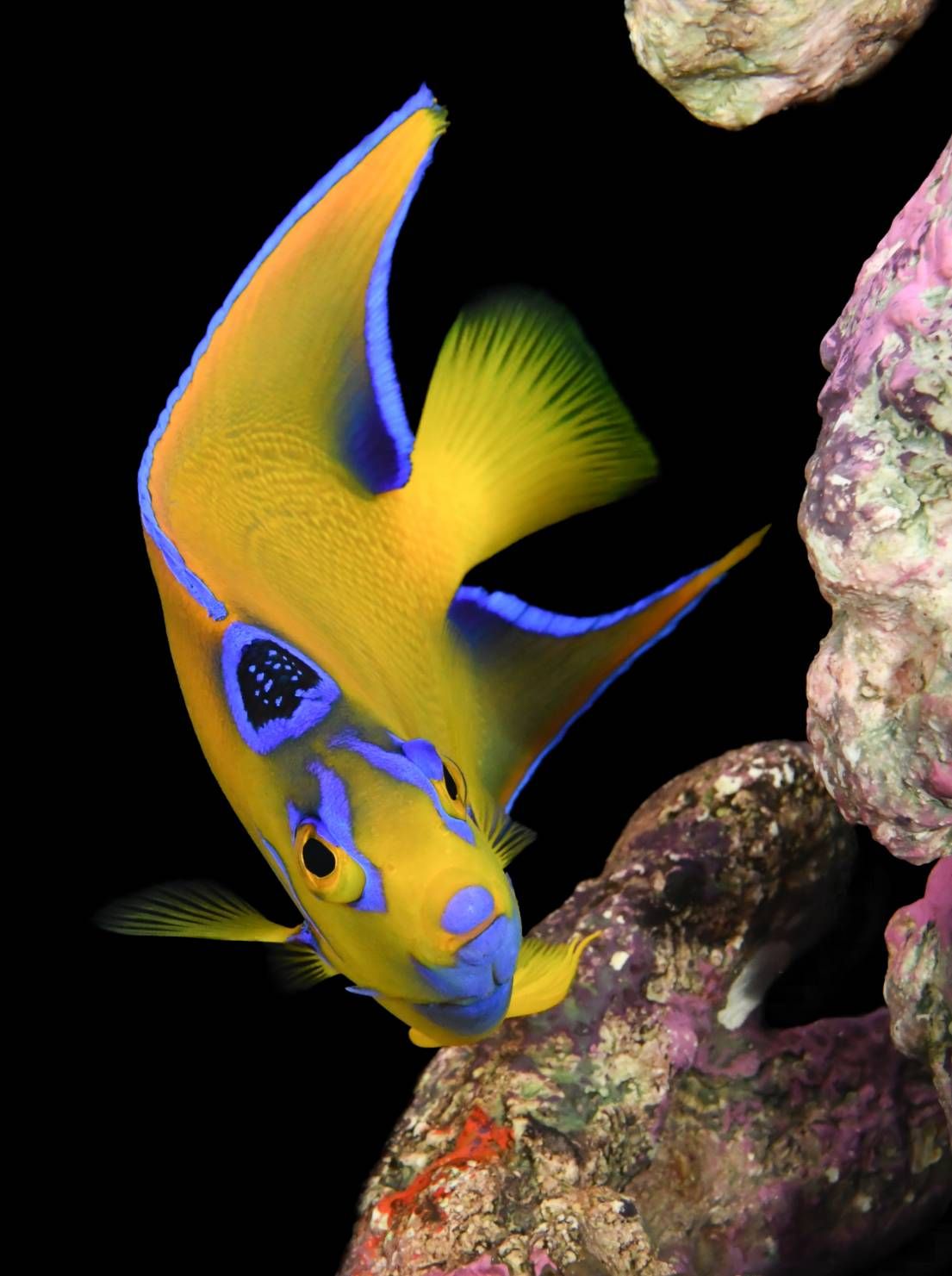 水槽メンテナンスで管理されているクイーンエンゼルフィッシュの写真