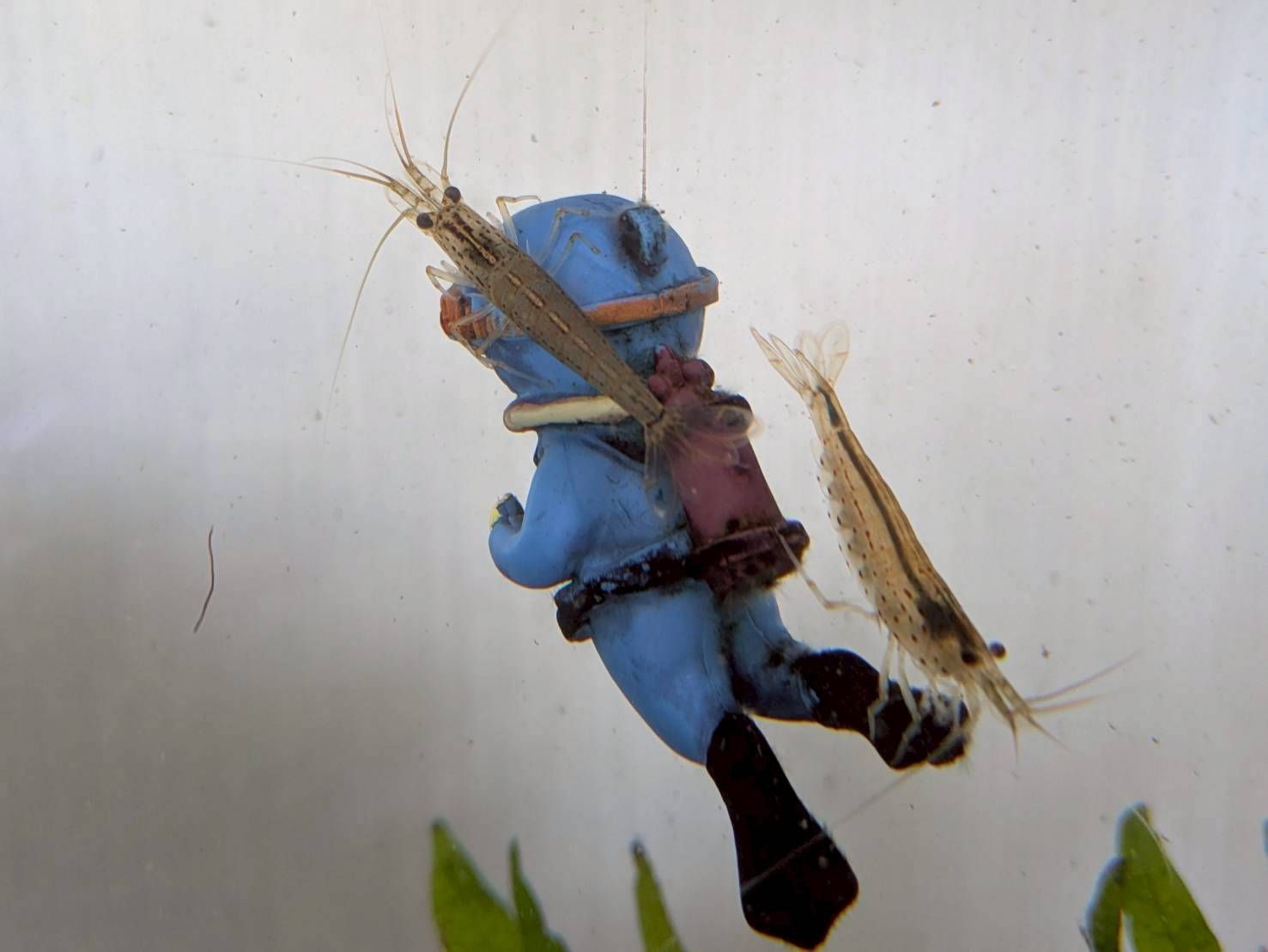 愛知県のレンタル水槽の中にいるヤマトヌマエビ