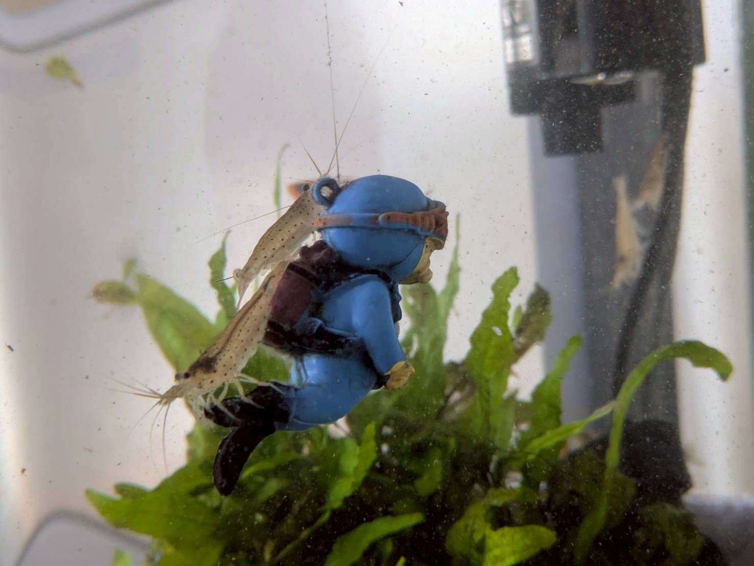 愛知県のレンタル水槽の中にいるヤマトヌマエビ