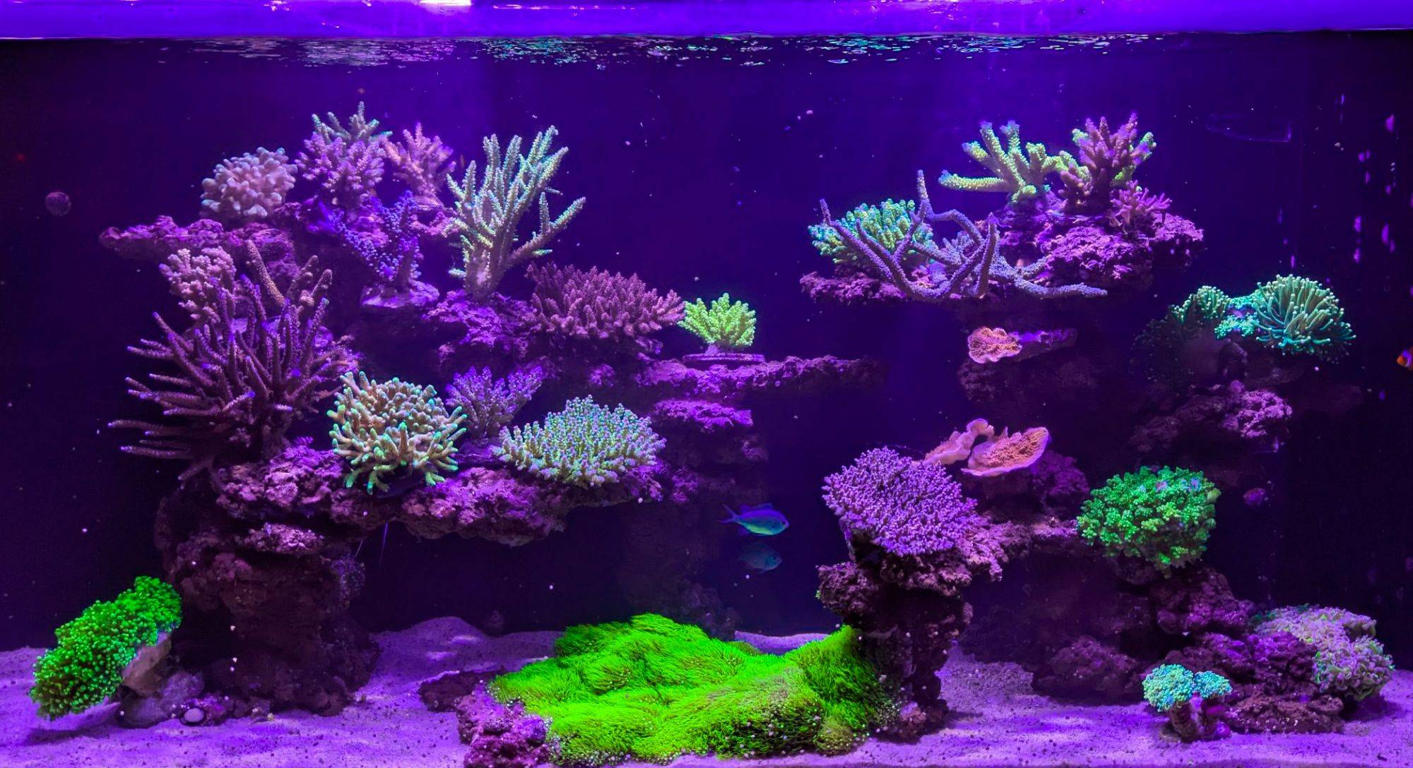 岐阜県の耳鼻科待合室にあるSPSミドリイシ水槽