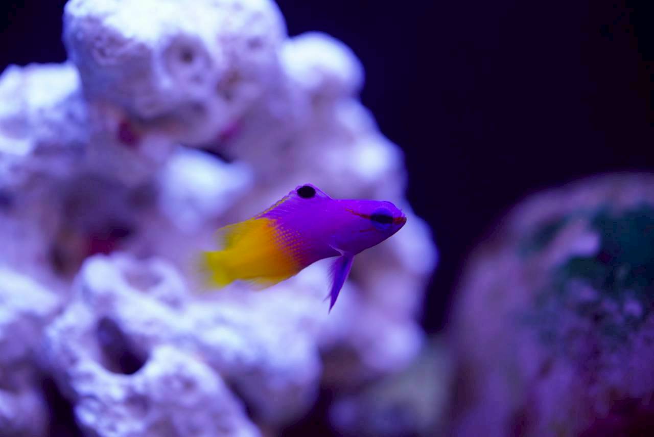 岐阜県のレンタル水槽にいるロイヤルグラマ