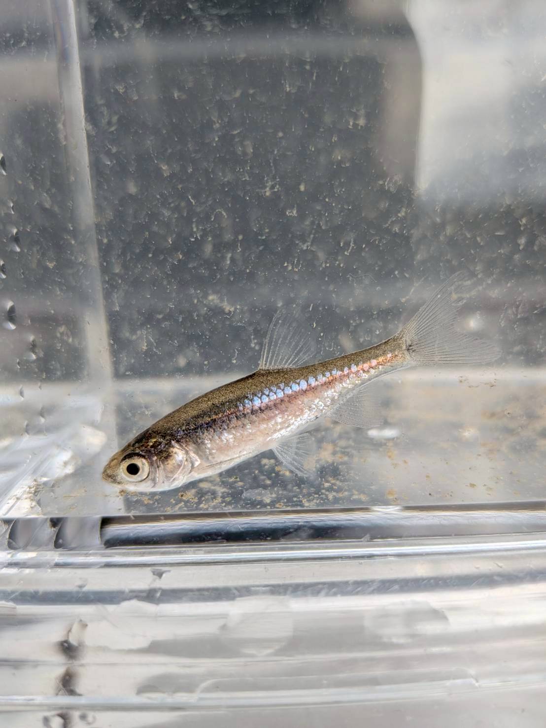 岐阜県に生息しているカワバタモロコ