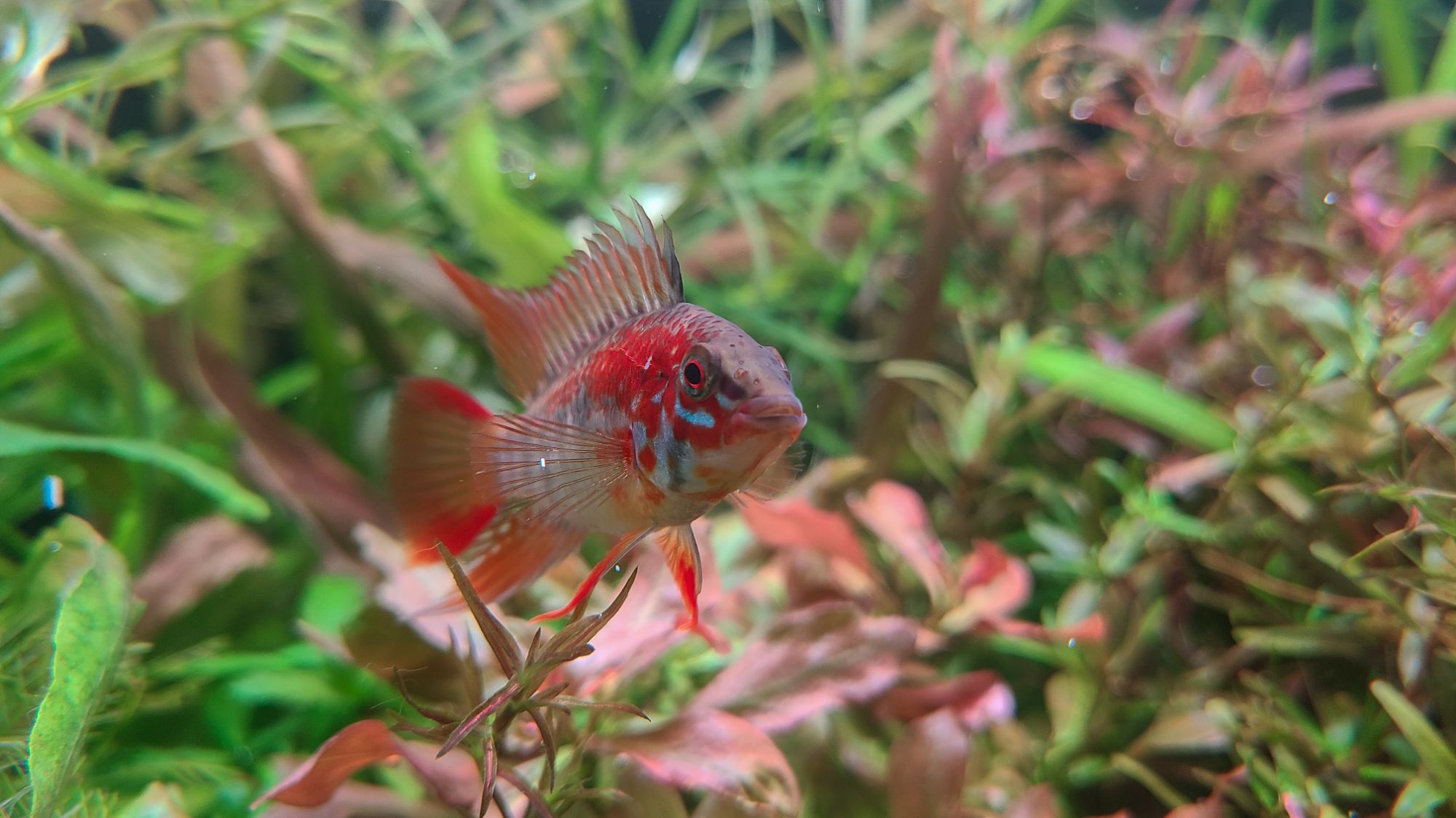 アピストグラマヴィエジタスーパーレッドの飼育と繁殖方法