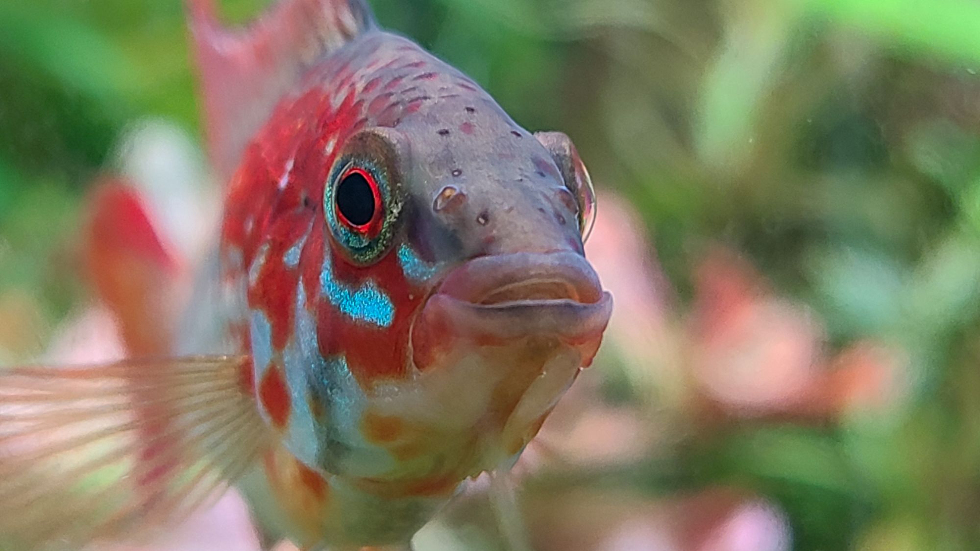 アピストグラマヴィエジタスーパーレッドの飼育と繁殖方法