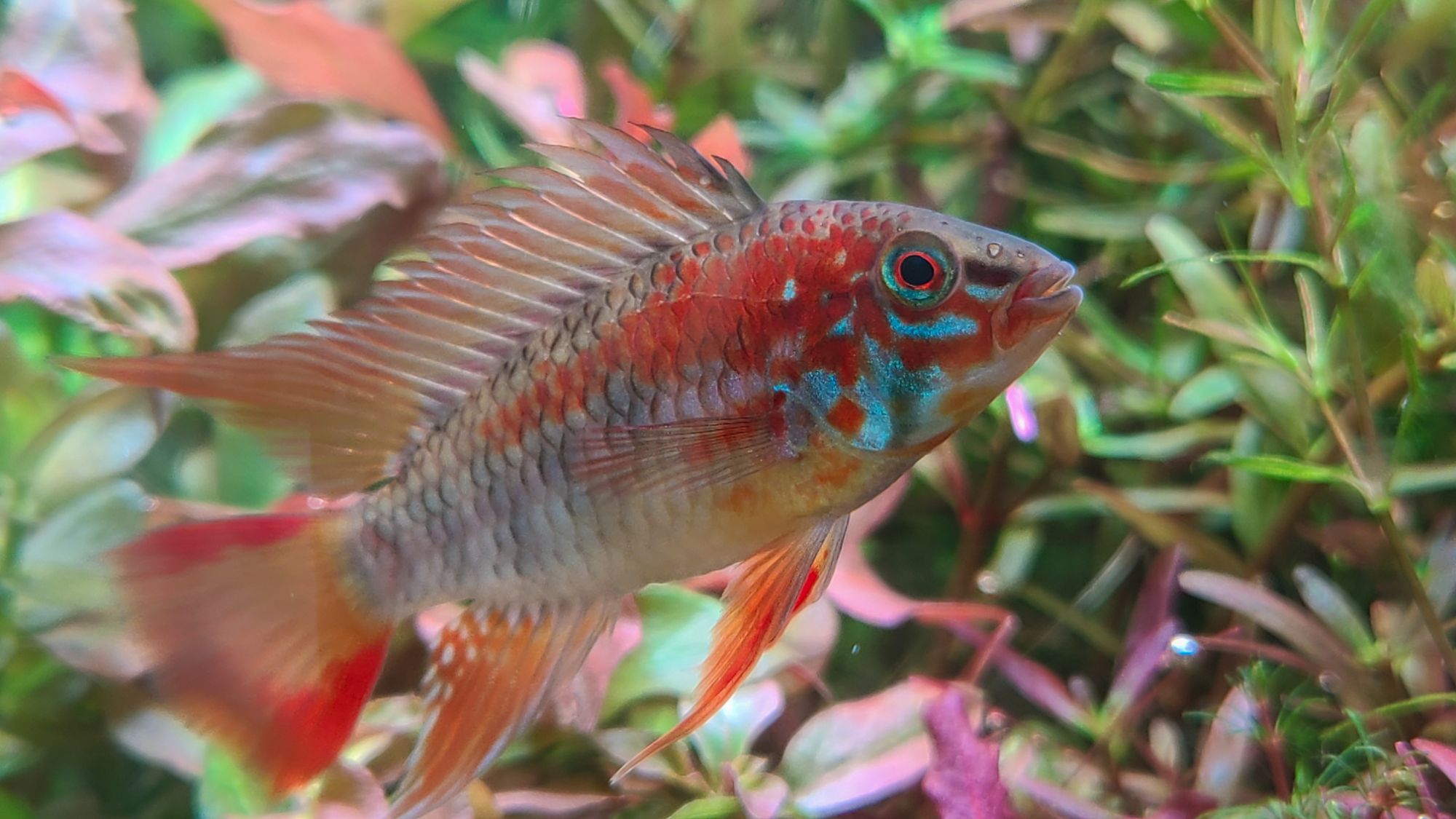 アピストグラマヴィエジタスーパーレッドの飼育方法と繁殖