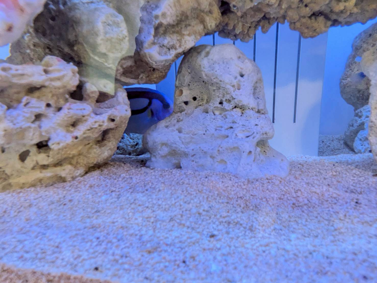 愛知県の歯医者さんに設置してある熱帯魚水槽のナンヨウハギ