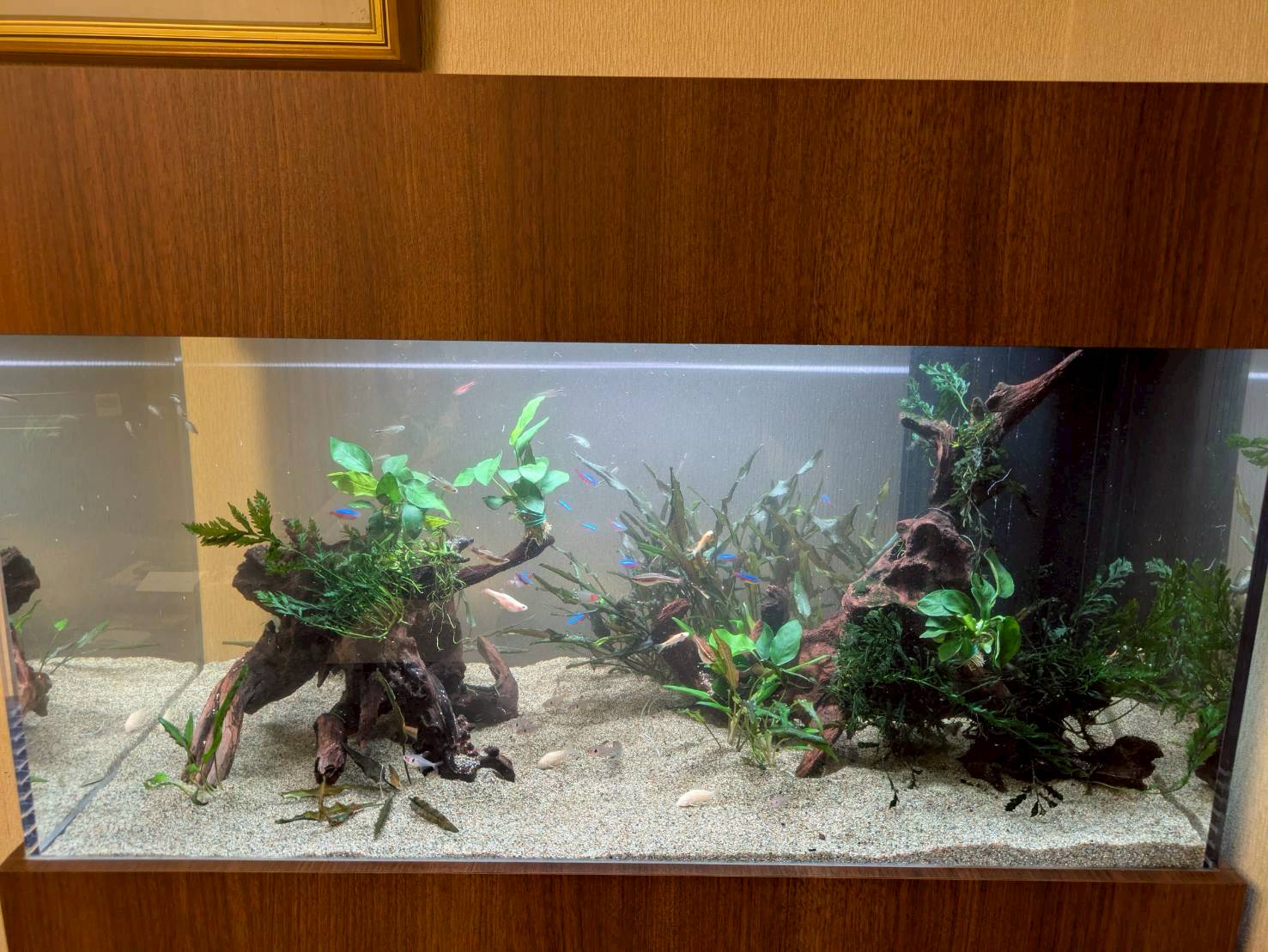 愛知県一宮市に置いてある熱帯魚水槽