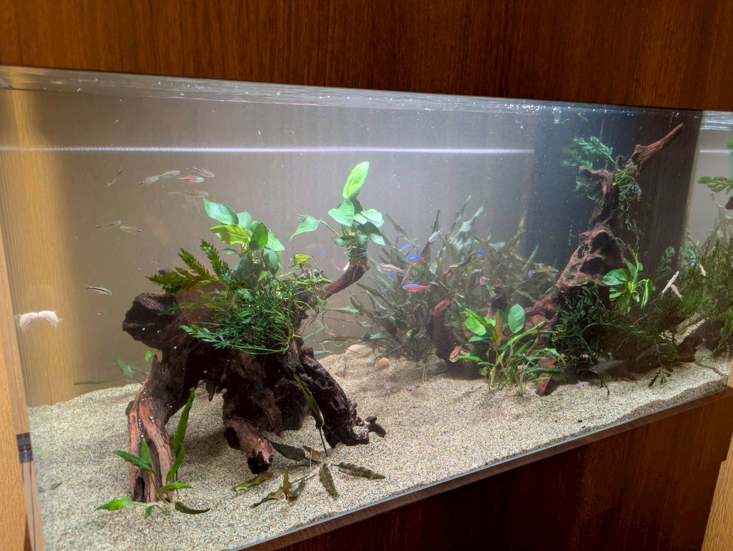 愛知県一宮市に設置してある熱帯魚水槽
