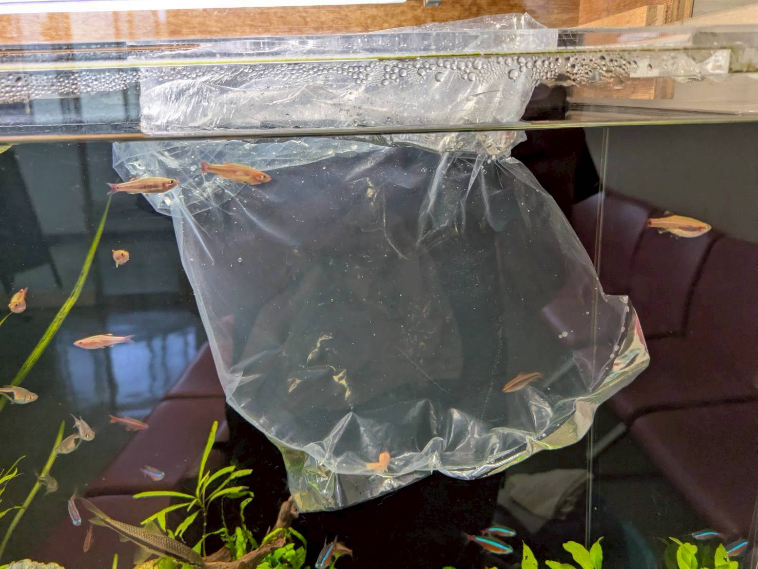 新しく買ってきた魚を水槽の入れるときに行う水合わせ