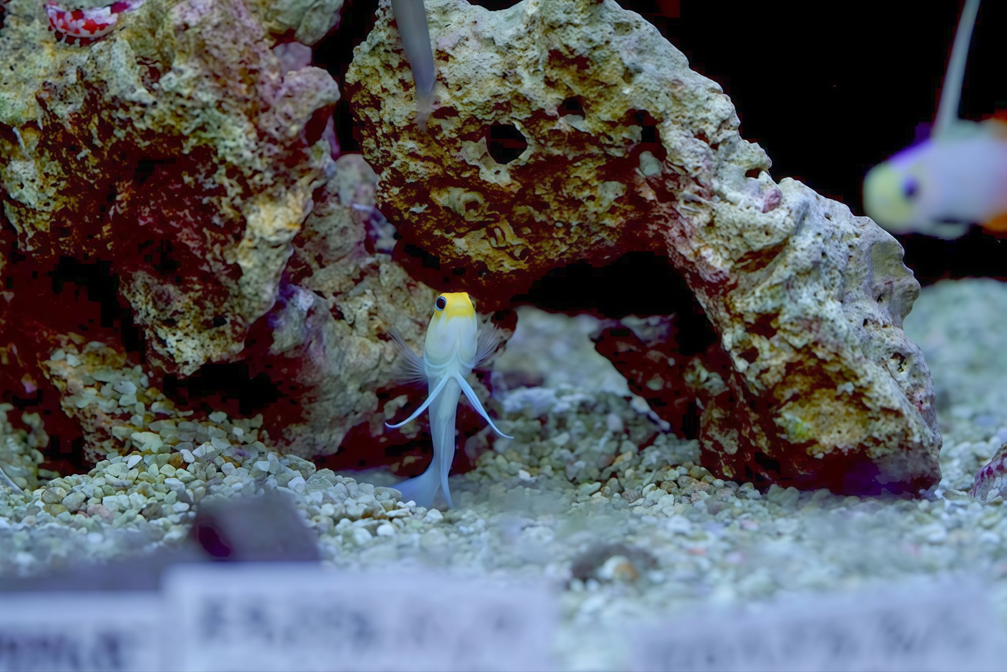 イエローヘッドジョーの飼育のコツからエサ