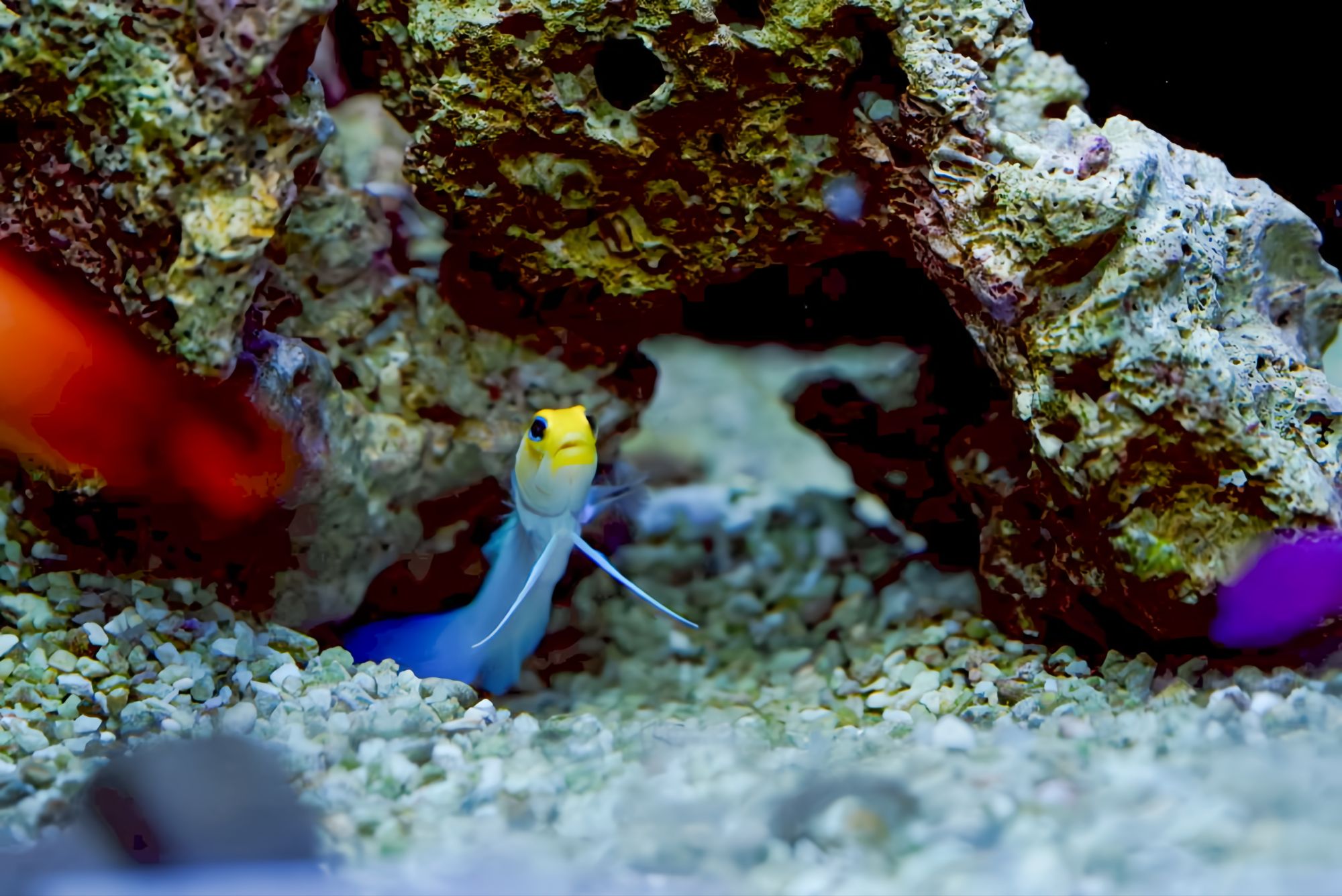 イエローヘッドジョーの飼育のコツとエサ