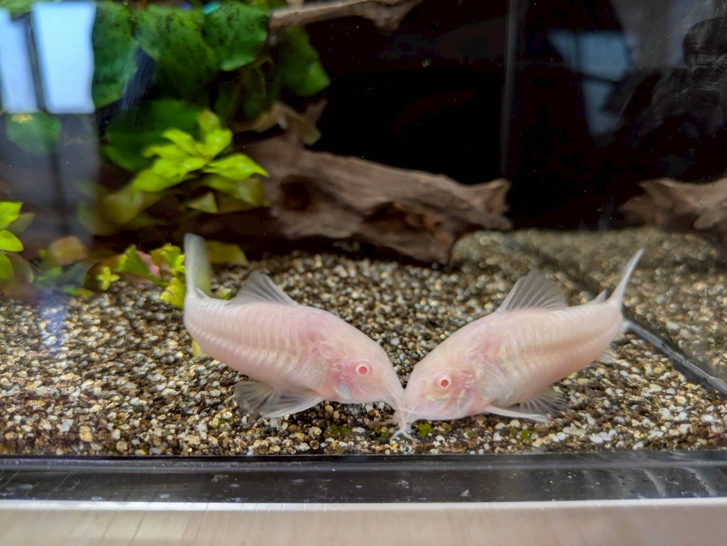 岐阜県岐阜市の病院待合室に設置してある熱帯魚水槽のお魚