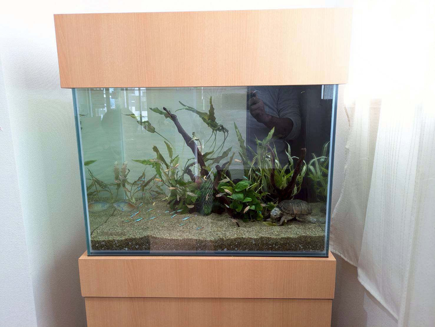 岐阜県各務原市の病院待合室に設置してある熱帯魚水槽の写真