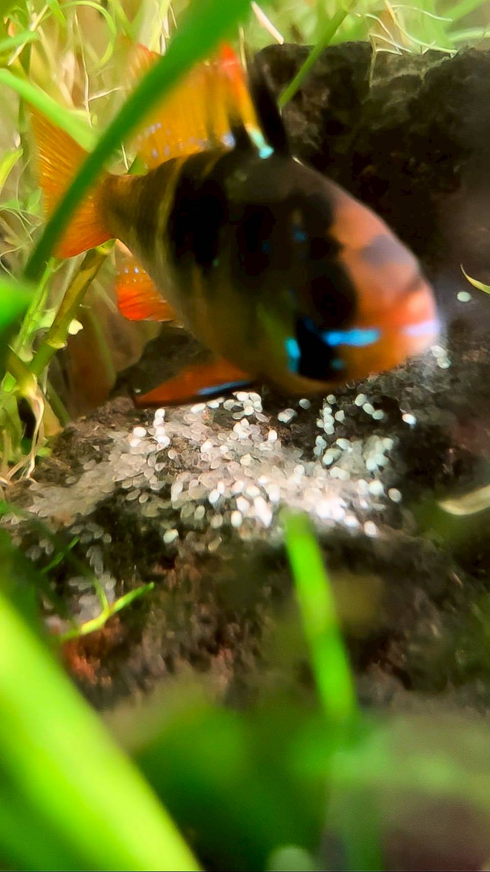 岐阜県のレンタル水槽で産卵していたラミレジィ