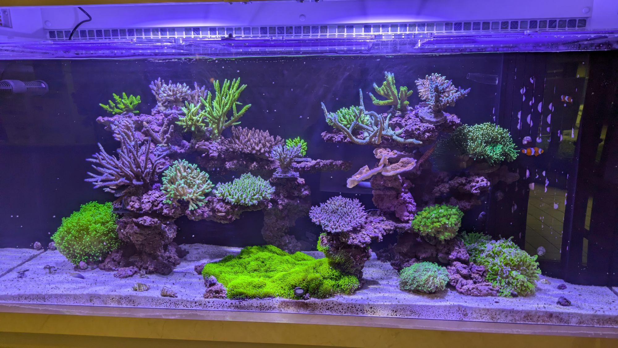 岐阜県関市の病院に設置してあるサンゴ水槽の写真