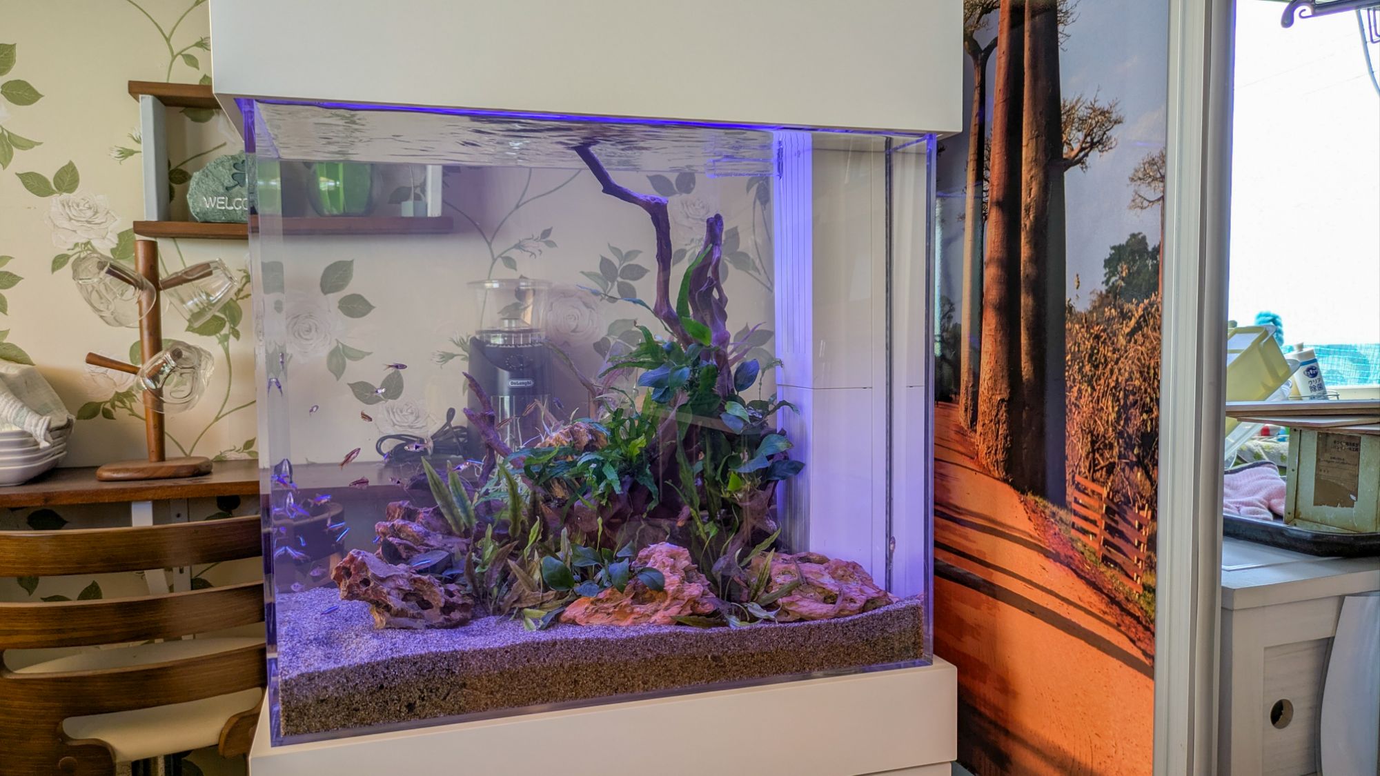 愛知県江南市に設置してあるレンタル熱帯魚水槽