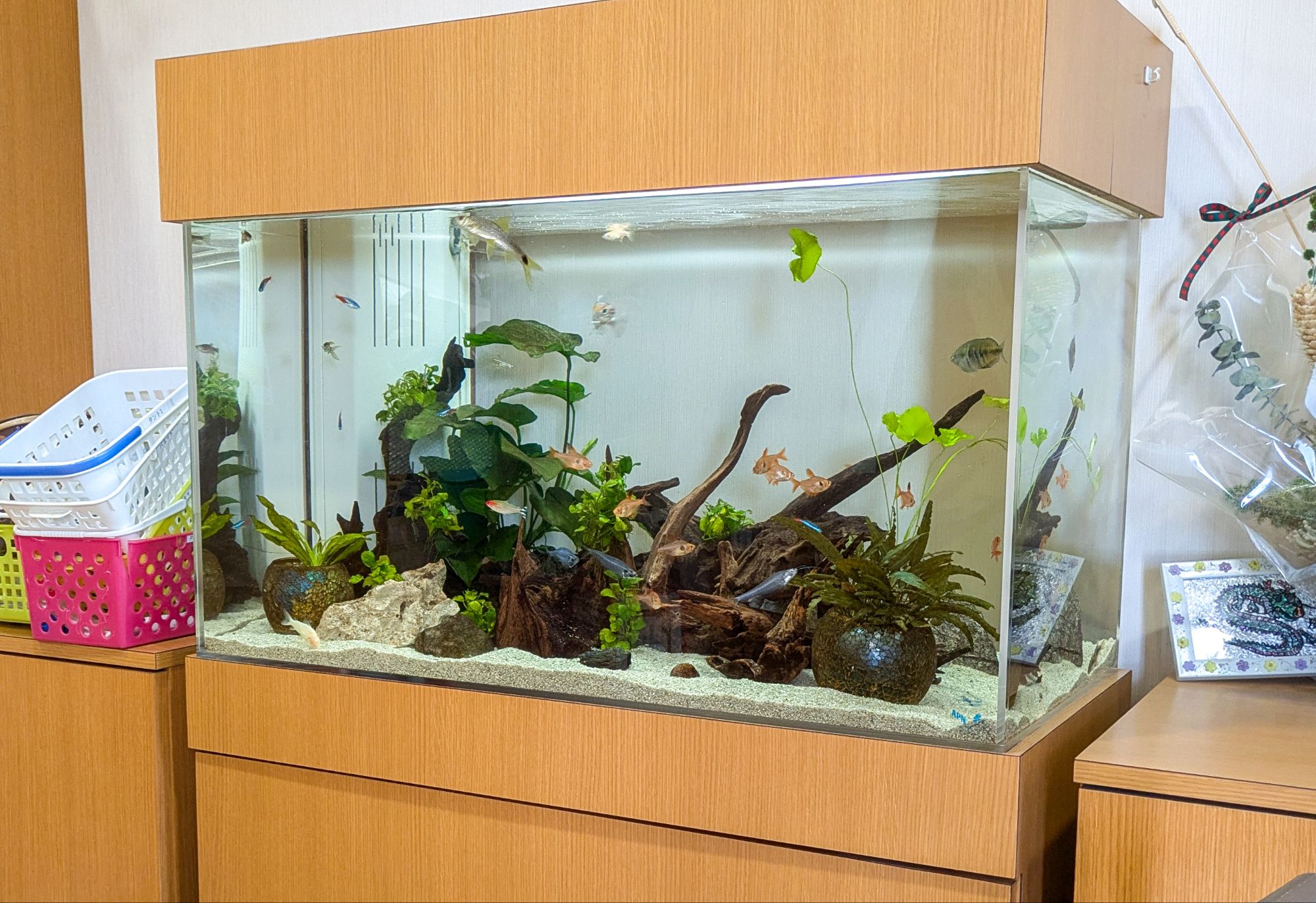 愛知県介護移設熱帯魚水槽の写真